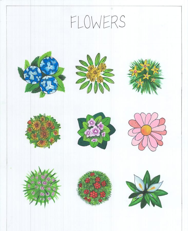 Flower drawing practice