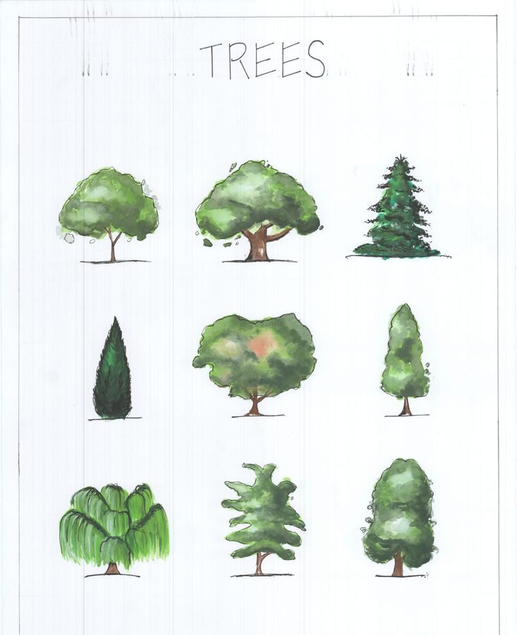 Tree study one