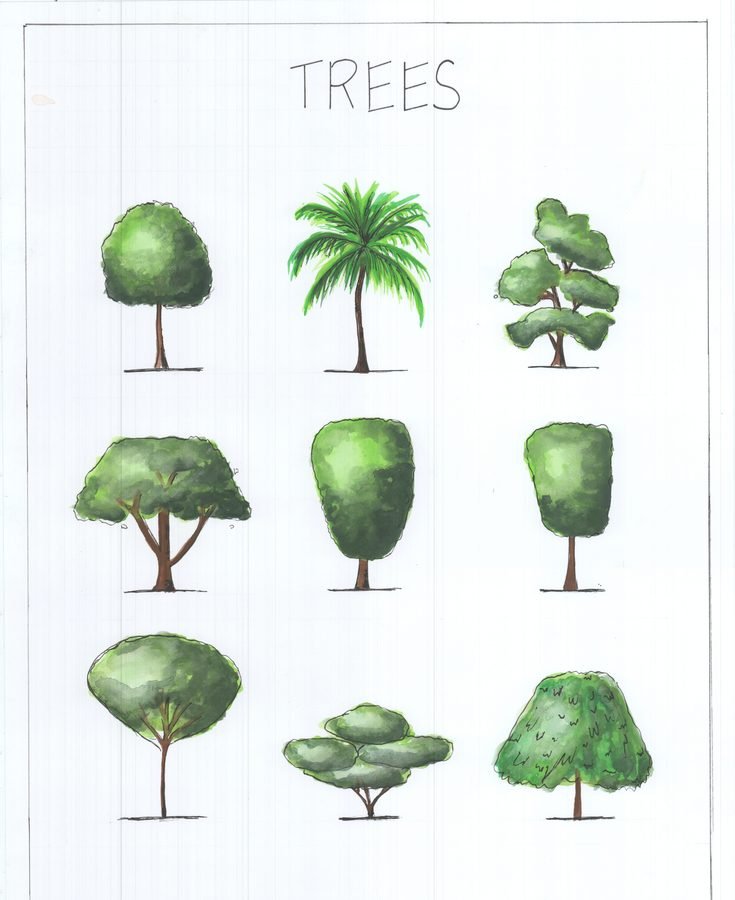 Tree study two